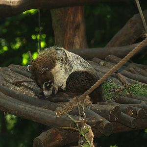 White-nosed coati (Nasua narica), 2007-09-16