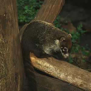 White-nosed coati (Nasua narica), 2007-09-16