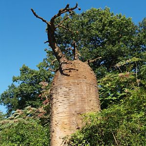 Madagascar area - Fake baobab, 2007-09-16