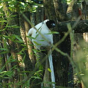 Crowned sifaka (Propithecus coronatus), 2007-09-16