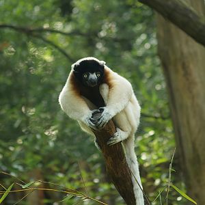 Crowned sifaka (Propithecus coronatus), 2007-09-16
