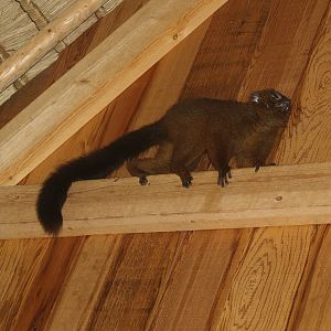 Red-bellied lemur (Eulemur rubriventer), 2007-09-16