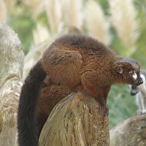 Red-bellied lemur (Eulemur rubriventer), 2007-09-16