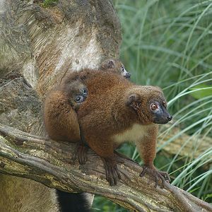 Red-bellied lemur (Eulemur rubriventer) with babies, 2007-09-16