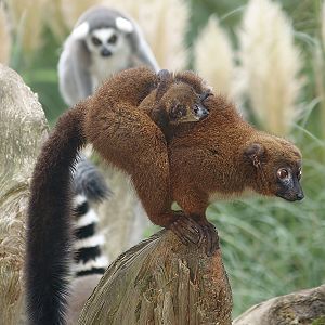 Red-bellied lemur (Eulemur rubriventer) with babies, 2007-09-16