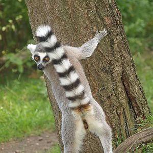 Ring-tailed lemur (Lemur catta), 2007-09-16