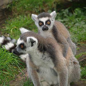 Ring-tailed lemurs (Lemur catta), 2007-09-16