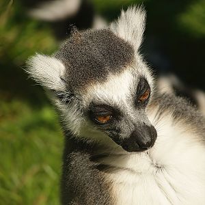 Ring-tailed lemur (Lemur catta), 2007-09-16