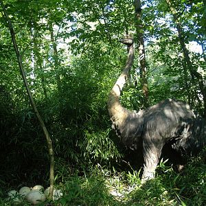 Madagascar area - Elephant bird (Aepyornis maximus) and eggs model, 2007-09-16