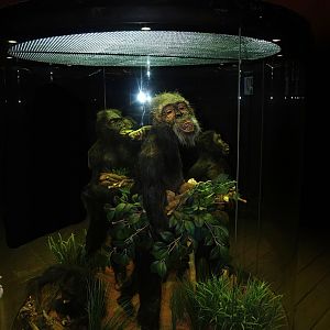 Australopithecus models in exhibition in bonobo house, 2007-09-16