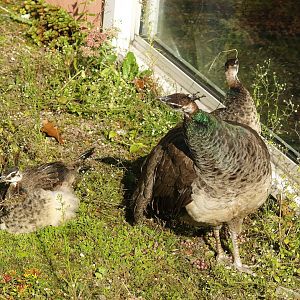 Blue peafowl (Pavo cristatus) hen with older chicks, 2007-09-16
