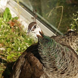 Blue peafowl (Pavo cristatus) hen, 2007-09-16