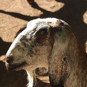 Anglo-Nubian goat (Capra hircus), 2007-09-16