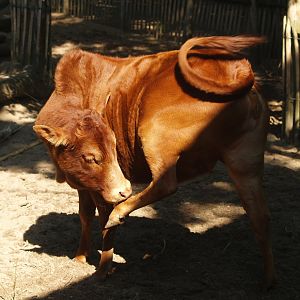 Dwarf zebu (Bos indicus), 2007-09-16