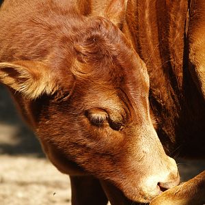 Dwarf zebu (Bos indicus), 2007-09-16