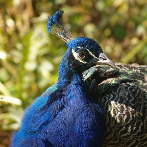 Blue peafowl (Pavo cristatus), 2007-09-16
