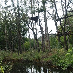 Javan lutung island, 2007-09-16