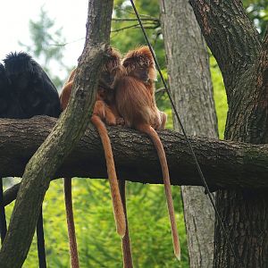 Javan lutungs (Trachypithecus auratus), 2007-09-16