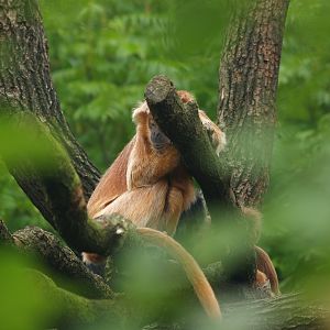 Javan lutung (Trachypithecus auratus), 2007-09-16