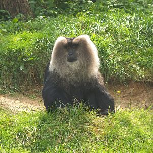 Lion-tailed macaque (Macaca silenus), 2007-09-16