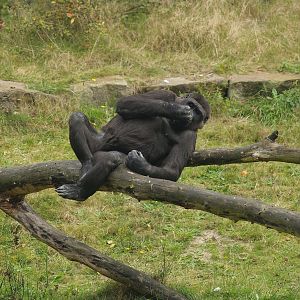 Western lowland gorilla (Gorilla gorilla gorilla), 2007-09-16