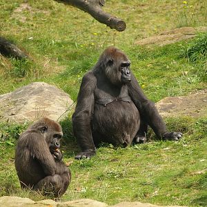 Western lowland gorillas (Gorilla gorilla gorilla), 2007-09-16