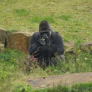 Western lowland gorilla (Gorilla gorilla gorilla), 2007-09-16