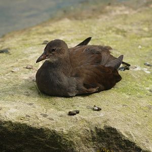Wild juvenile Eurasian common moorhen (Gallinulla chloropus chloropus), 2007-09-16