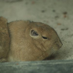 Gundi (Ctenodactylus gundi), 2007-09-16