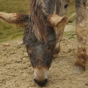 Domestic donkey (Equus africanus asinus), 2007-09-16