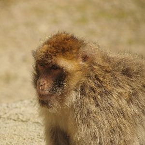 Barbary macaque (Macaca sylvanus), 2007-09-16