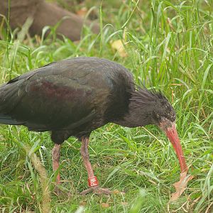 Young Waldrapp (Geronticus eremita), 2007-09-16