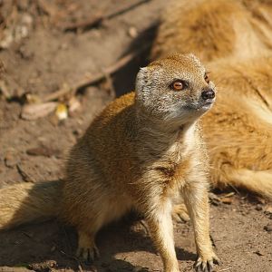 Yellow mongoose (Cynictis penicillata), 2007-09-16