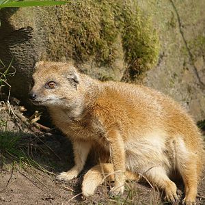 Yellow mongoose (Cynictis penicillata), 2007-09-16