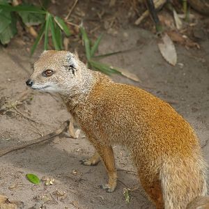 Yellow mongoose (Cynictis penicillata), 2007-09-16