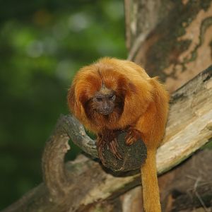 Golden lion tamarin (Leontopithecus rosalia), 2007-09-16