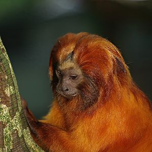 Golden lion tamarin (Leontopithecus rosalia), 2007-09-16