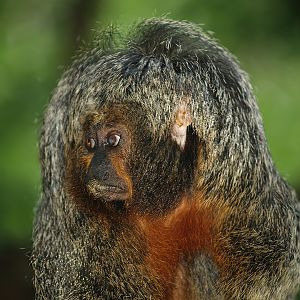 Female White-faced saki (Pithecia pithecia), 2007-09-16