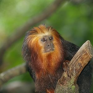 Golden-headed lion tamarin (Leontopithecus chrysomelas), 2007-09-16