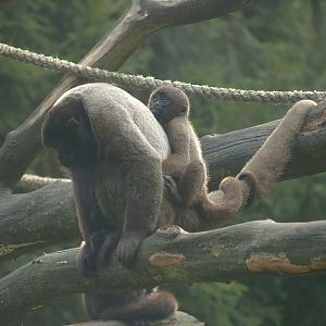 Woolly monkey (Lagothrix lagotricha) with baby, 2007-09-16