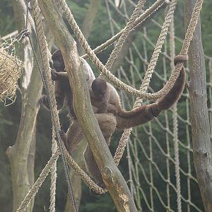 Woolly monkey (Lagothrix lagotricha) with baby, 2007-09-16