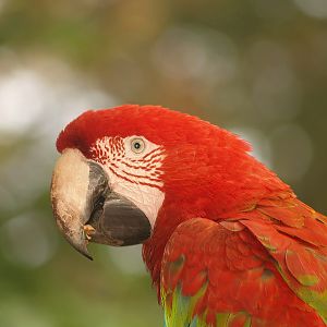 Green-winged macaw (Ara chloropterus), 2007-09-16