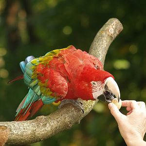 Green-winged macaw (Ara chloropterus), 2007-09-16