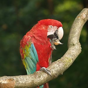 Green-winged macaw (Ara chloropterus), 2007-09-16