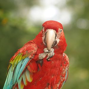 Green-winged macaw (Ara chloropterus), 2007-09-16