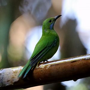 Orange-bellied Leafbird (Chloropsis hardwickii), Female
