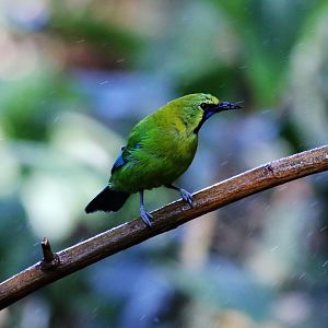 Blue-winged Leafbird (Chloropsis moluccensis)