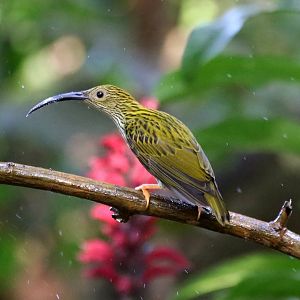Streaked Spiderhunter (Arachnothera magna)