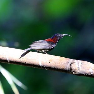Black-throated Sunbird (Aethopyga saturata)