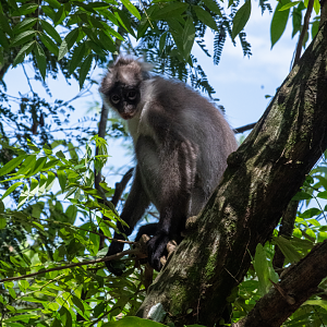 White-thighed Surili